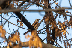 Turdus pilaris