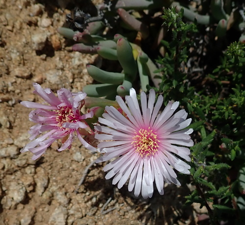 Image of Ruschia goodiae by no rights reserved