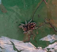 Phidippus audax