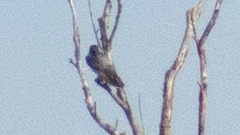 Falconiformes