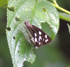 Udaspes folus