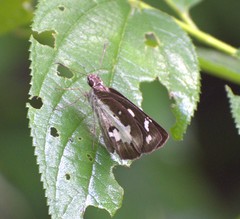 Udaspes folus