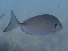 Siganus sutor