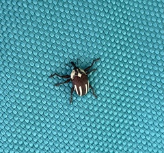 Sternuchopsis karelinii