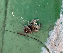 Phidippus audax