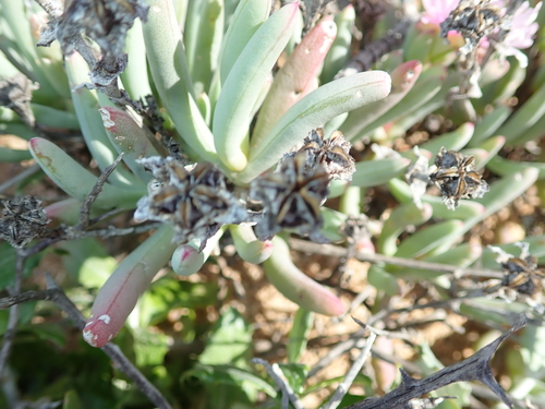 Image of Ruschia goodiae by no rights reserved