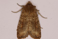 Lithophane semiusta