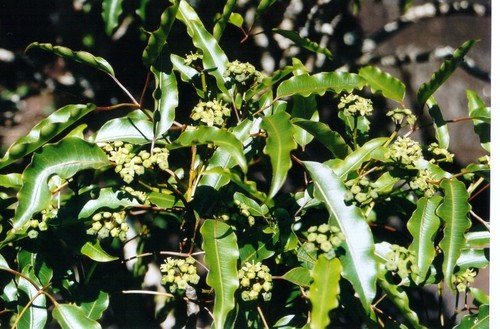 Polyscias willmottii observed 2005-05-12