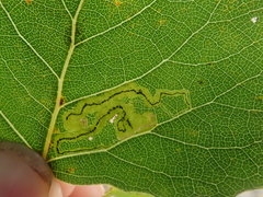 Stigmella trimaculella