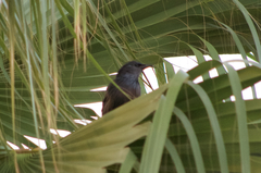 Sturnus unicolor