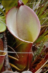 Heliamphora nutans