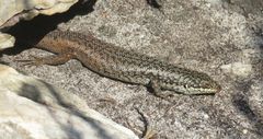 South-Western Crevice Skink photo 4