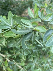 Phoebis agarithe