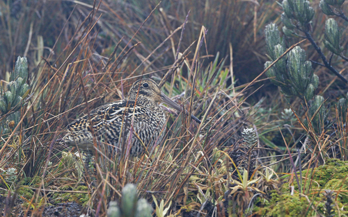 Jameson's Snipe (Gallinago jamesoni)