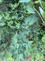 Pithecellobium dulce