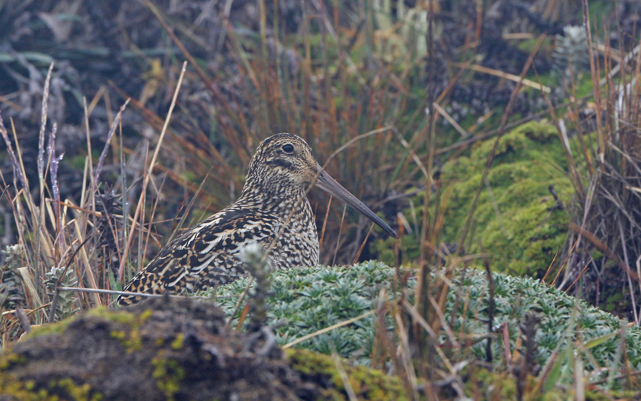 Jameson's Snipe (Gallinago jamesoni), photo 2