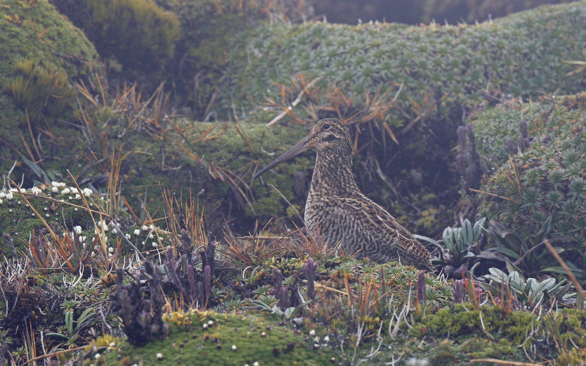Jameson's Snipe (Gallinago jamesoni), photo 6