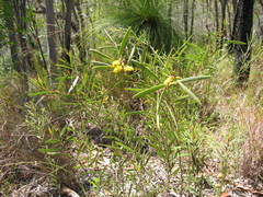 Acacia whitei