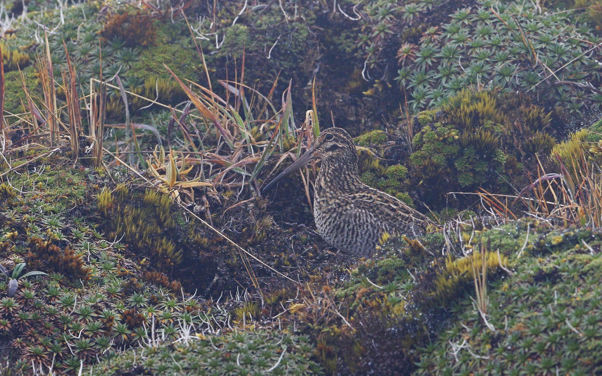Jameson's Snipe (Gallinago jamesoni), photo 7