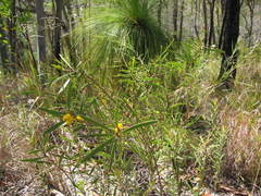 Acacia whitei