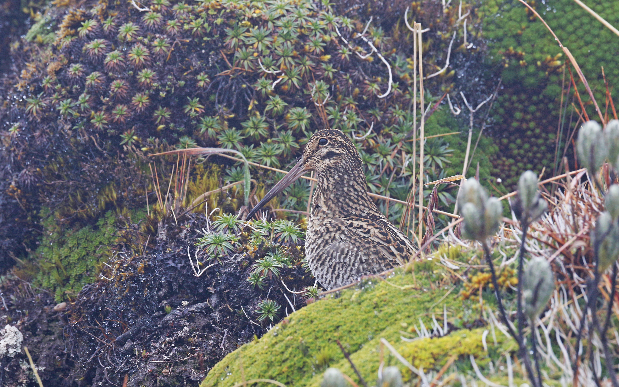 Jameson's Snipe (Gallinago jamesoni), photo 8