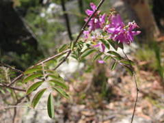 Indigofera pratensis