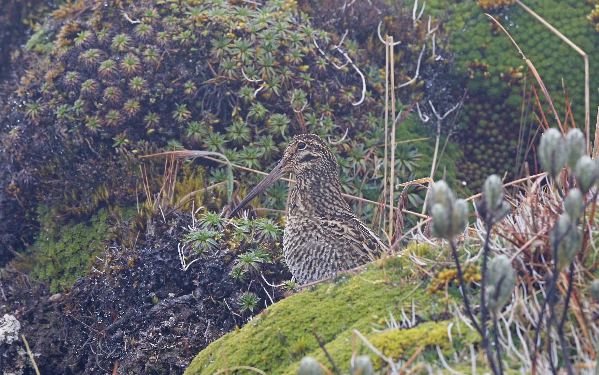 Jameson's Snipe (Gallinago jamesoni), photo 9