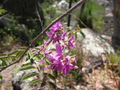 Indigofera pratensis