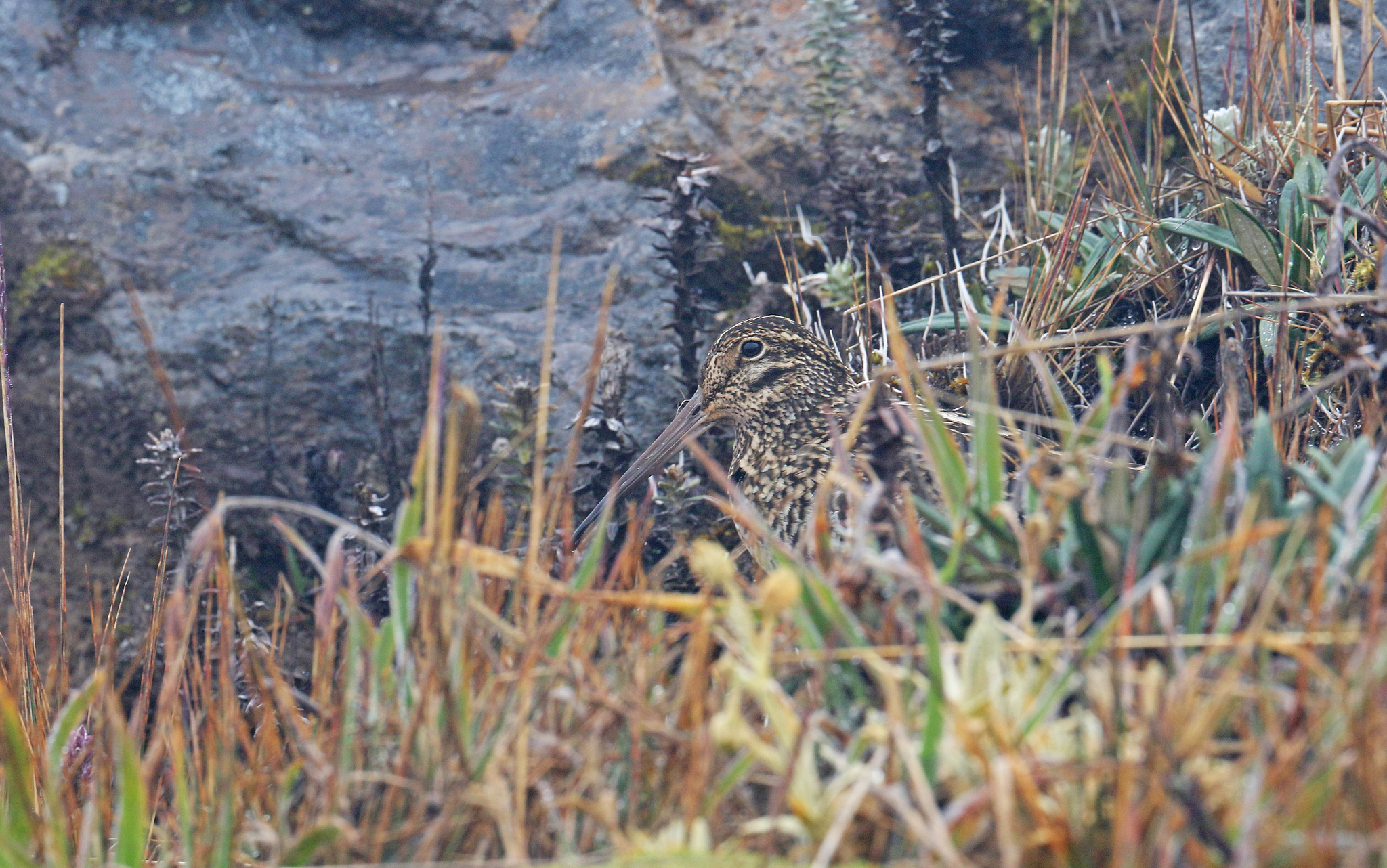 Jameson's Snipe (Gallinago jamesoni), photo 10