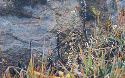 Jameson's Snipe (Gallinago jamesoni), photo 10