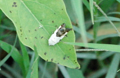 Tarache tetragona