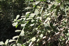 Pereskiopsis diguetii