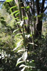 Pereskiopsis diguetii