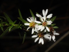 Symphyotrichum ericoides pansum