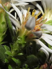 Symphyotrichum ericoides pansum