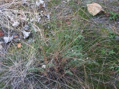 Symphyotrichum ericoides pansum