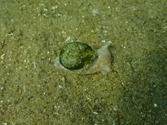 Cephalaspidea
