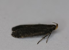 Dichomeris juncidella