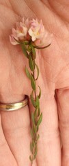 Lachnaea burchellii