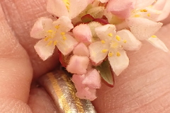Lachnaea burchellii