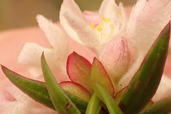 Lachnaea burchellii