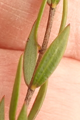 Lachnaea burchellii