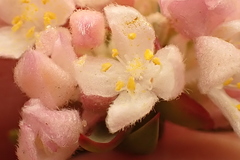 Lachnaea burchellii