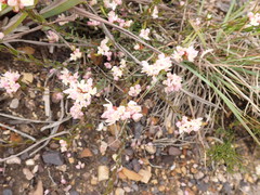 Lachnaea burchellii