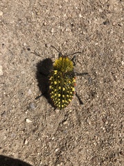 Julodis