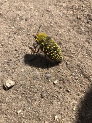 Julodis