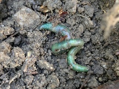 Aporrectodea smaragdina