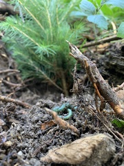 Aporrectodea smaragdina