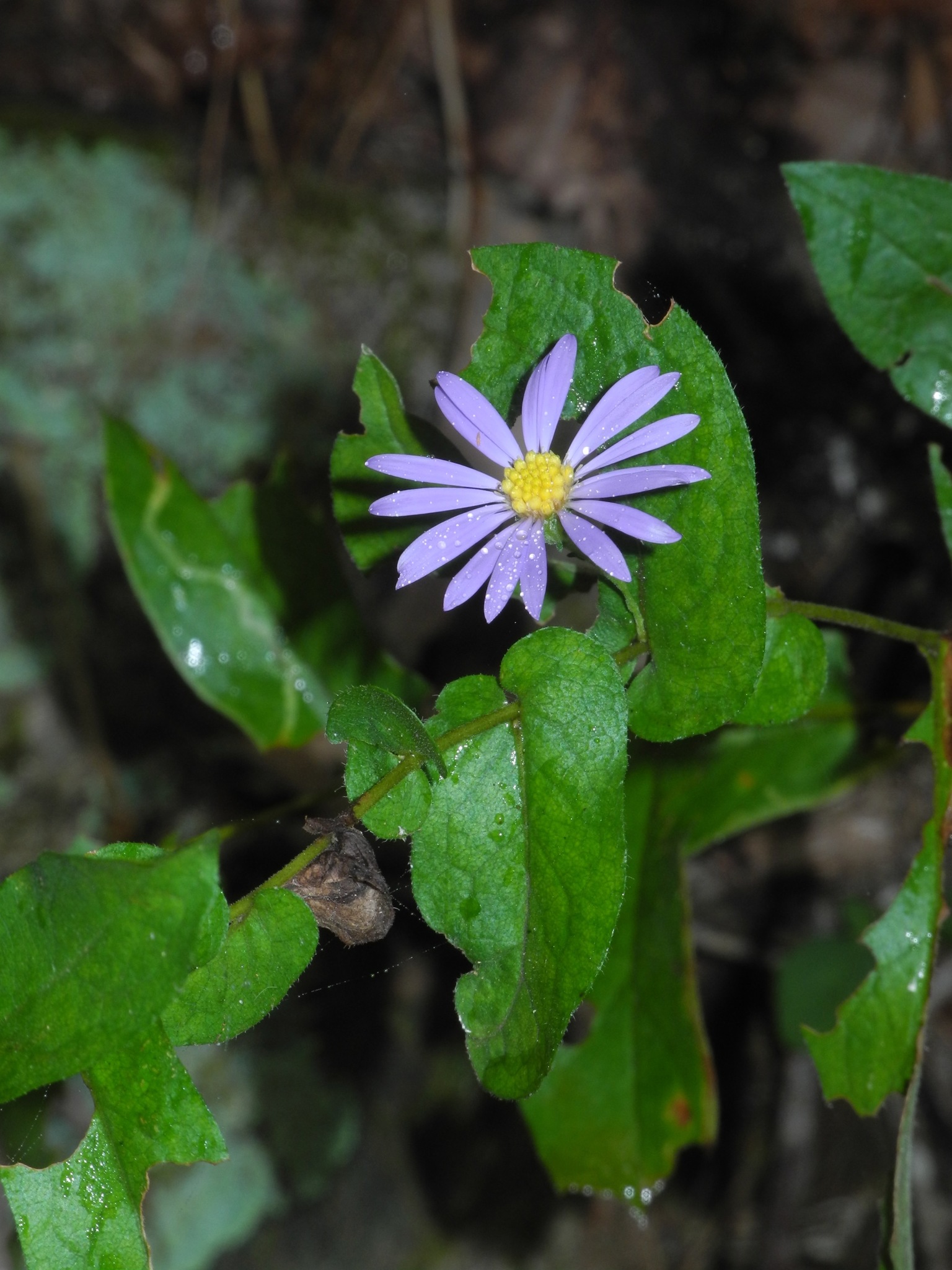 Symphyotrichum patens