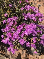 Schlechteranthus stylosus